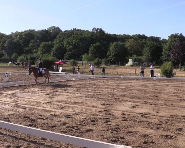 Reitturnier Halle-Seeben 2022