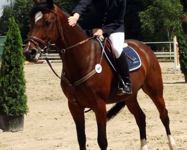 broodmare Acordalou (Westphalian, 2001, from Acordplus)