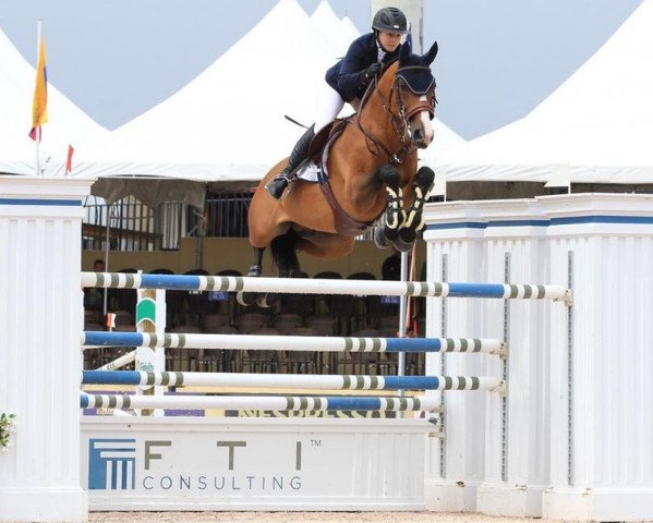Stallion Combina (KWPN (Dutch Warmblood), 2001, from Jacomar)