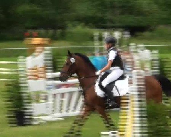 jumper Nogger (Haflinger, 2007, from Newos)