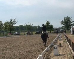Caballo de Doma Isengarden (Westfaliano, 2006, de Insterburg TSF)