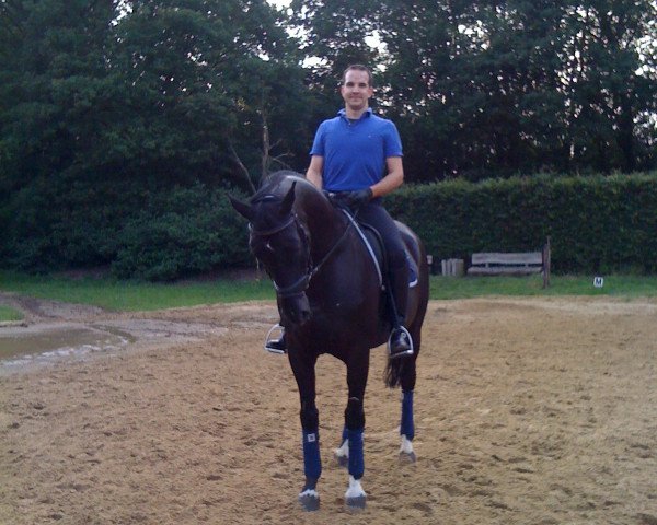 Dressurpferd Fabio (Hannoveraner, 1999, von Fabriano) Dressurpferd Fabio (Hannoveraner, 1999, von Fabriano)