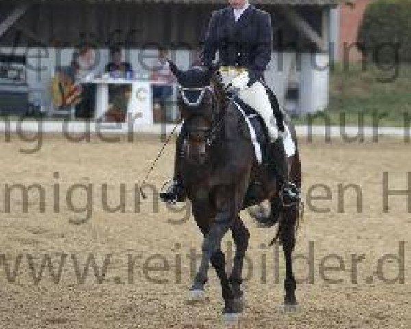 dressage horse Ferdinand F 2 (Westphalian, 1999, from Florestan I) dressage horse Ferdinand F 2 (Westphalian, 1999, from Florestan I)