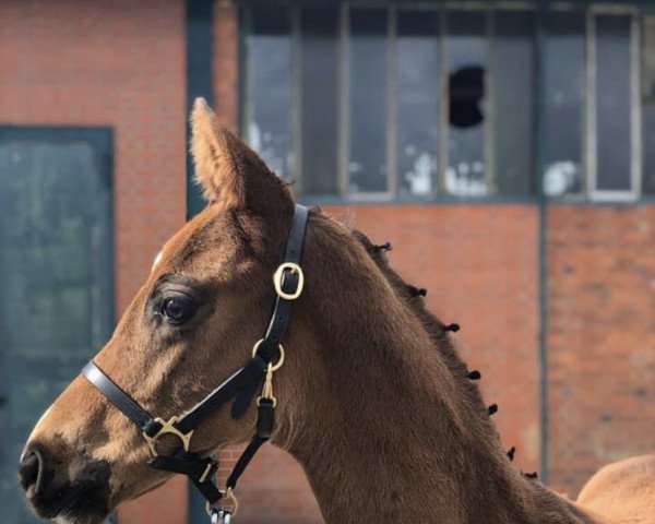 horse Hengst von Dancier x Lauries Crusador (Hanoverian, 2020, from Dancier)