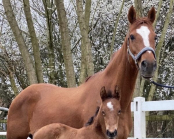 horse Vancouver SF (Hanoverian, 2021, from Valverde NRW)