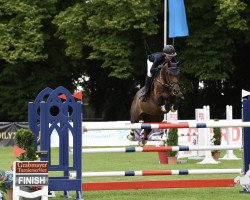 jumper SALT'N' PEPPER (Hanoverian, 2011, from Syltus)