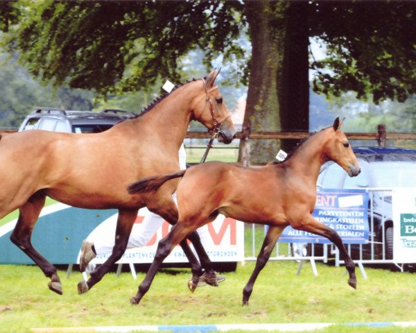 horse Lyon d'Argilla (Belgian Warmblood, 2011, from Flipper d'Elle)