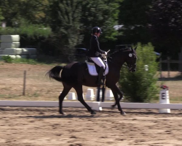 Reitturnier Halle-Seeben 2022