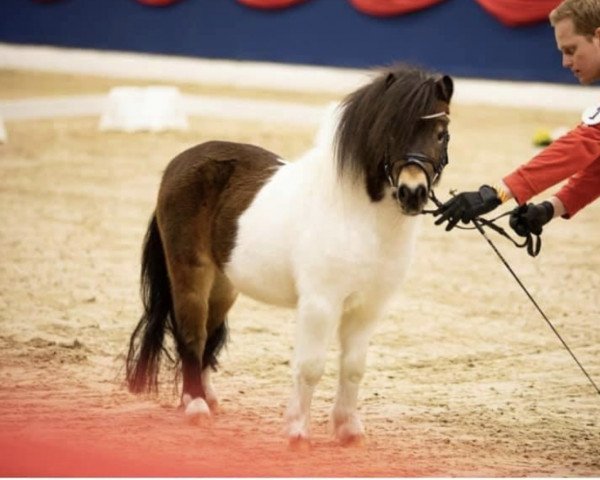 stallion Krummhörn‘s Georg WE (Shetland pony (under 87 cm), 2019)