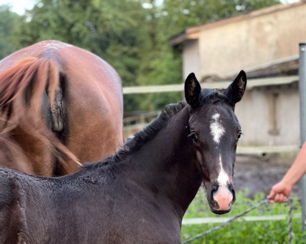 broodmare Totila FH (Austrian Warmblood, 2022, from Totilas)