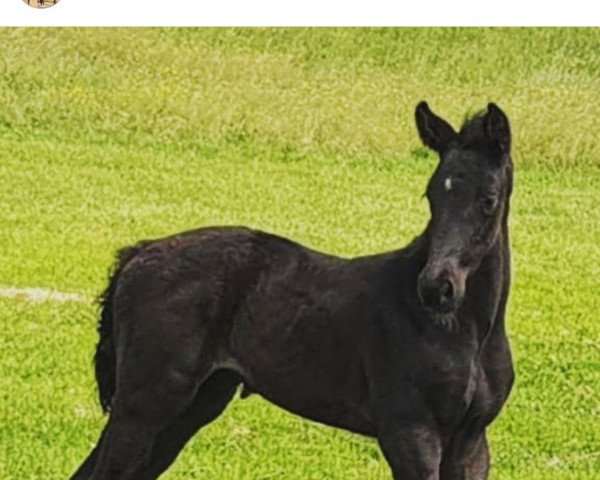 Pferd Jackie ó (Österreichisches Warmblut, 2020, von Glock's Toto Jr.)