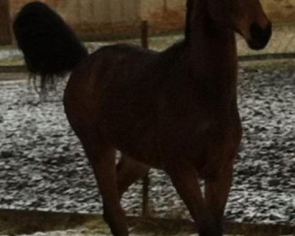 horse Dexter el Valiente (Hanoverian, 2010, from Donnersmarck)