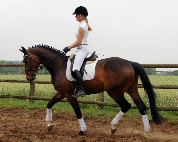 Pferd Showson (Westfale, 2008, von Show Star)