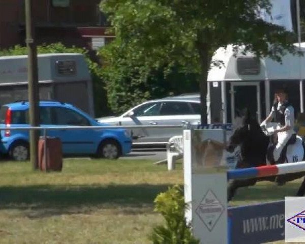 Cavallo da salto Amiro 19 (sconosciuto, 1997)