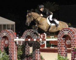 jumper Hello Intertoy Z (Zangersheide riding horse, 1999, from Interadel Z)