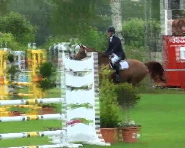 broodmare Queensberry 14 (Oldenburg, 2007, from Quicksilber)