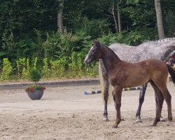 horse Keano Hj (Holsteiner, 2022, from Keaton HV)