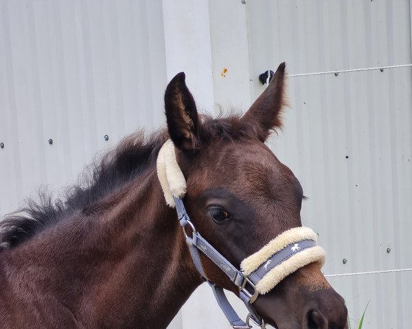 horse Perle de noir Hj (Holsteiner, 2022, from Fidano)