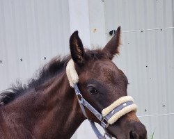 horse Perle de noir Hj (Holsteiner, 2022, from Fidano)