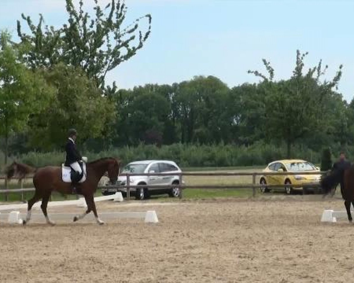 dressage horse Dublin 205 (Westphalian, 2007, from Dark Fire)