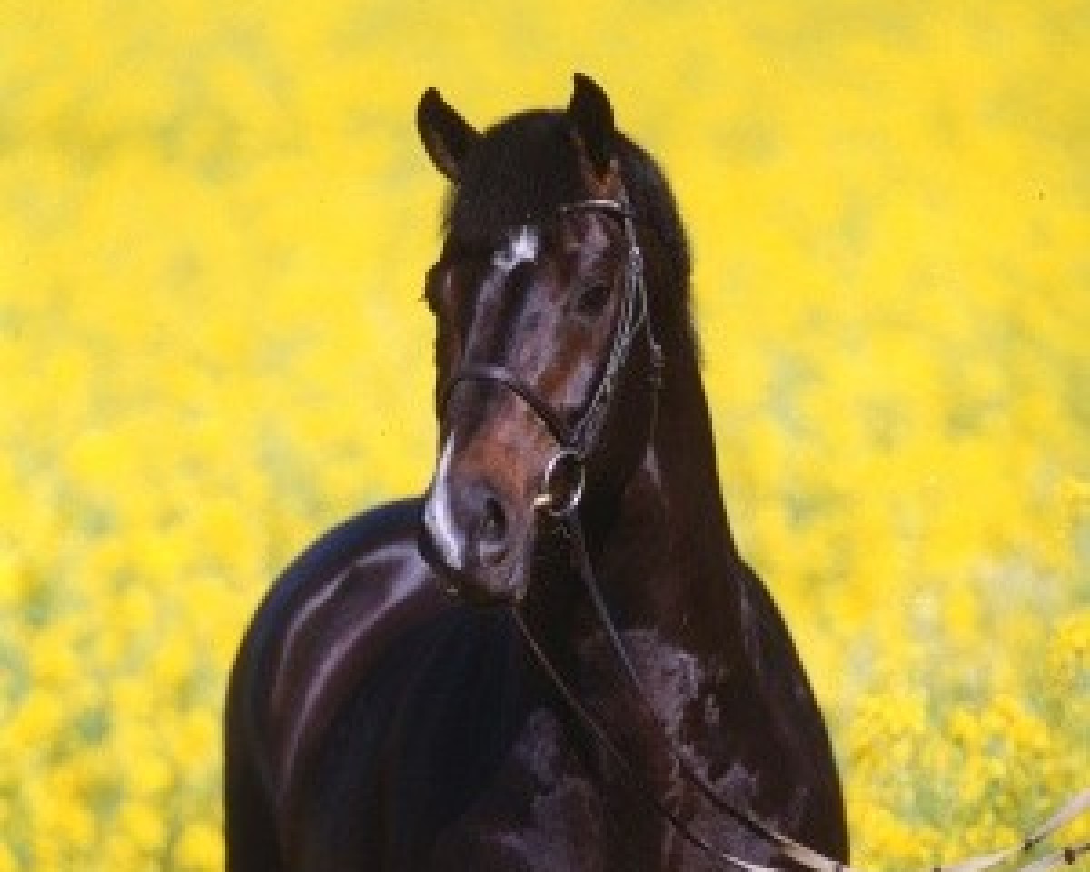 stallion Lorentin I (Holsteiner, 1992, from Loutano)