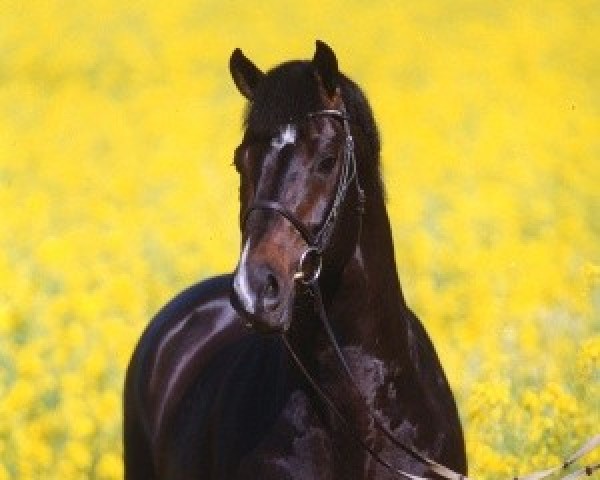stallion Lorentin I (Holsteiner, 1992, from Loutano)