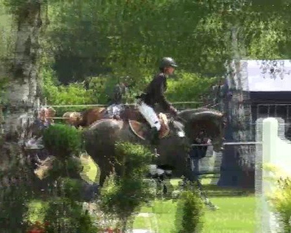 jumper Cavalluccio (Oldenburg show jumper, 2008, from Colman)