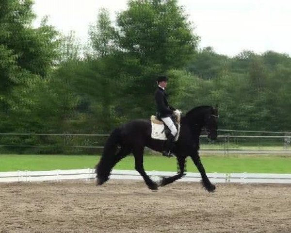Dressurpferd Ale 5 (Friese, 2008, von Beart 411)
