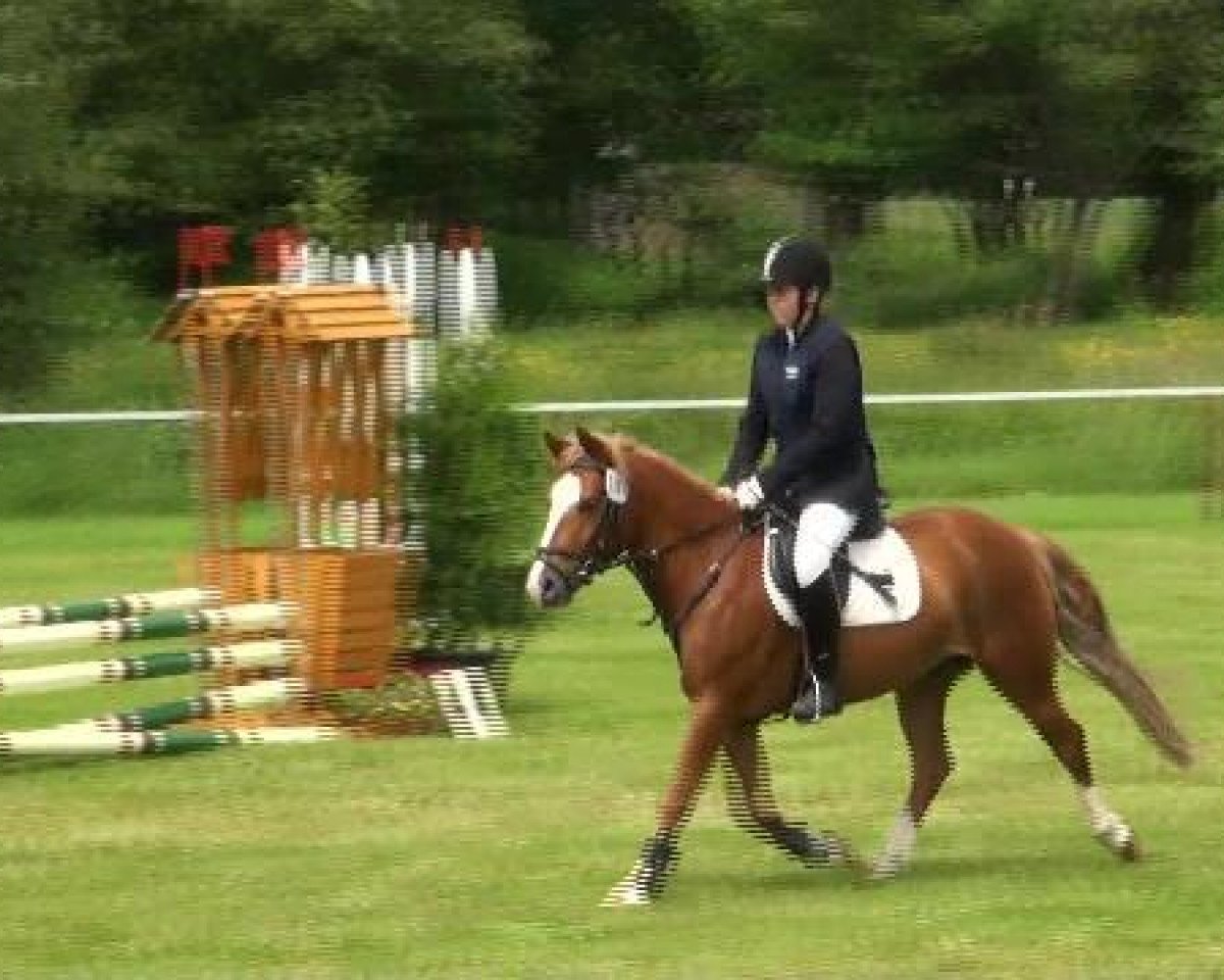 jumper Hobbit (Pony without race description, 2006)