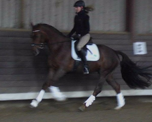 dressage horse Hennes 20 (Hanoverian, 2009, from Hochadel)