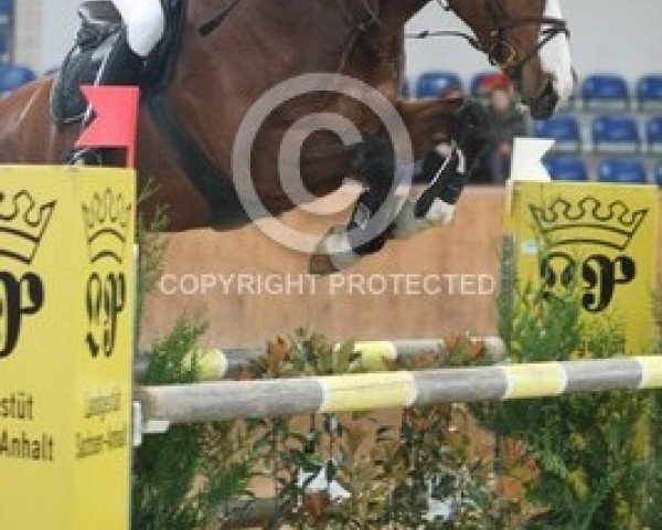 jumper Cash 139 (Mecklenburg, 2004, from Conteros) jumper Cash 139 (Mecklenburg, 2004, from Conteros)