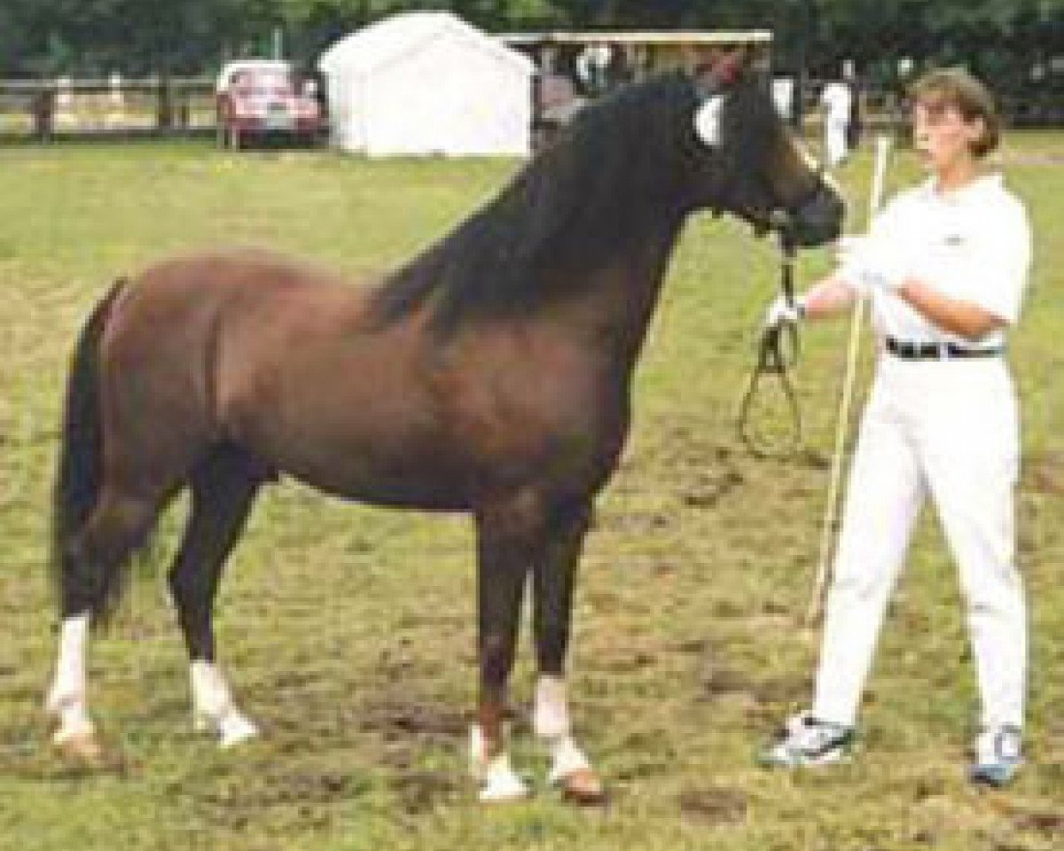 stallion Blue Stone Swing Boy (Welsh-Pony (Section B), 1991, from Rock Grey Snob)