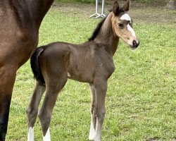 Pferd Stute von My Blue Hors Santiano (Oldenburger, 2022, von Santiano)