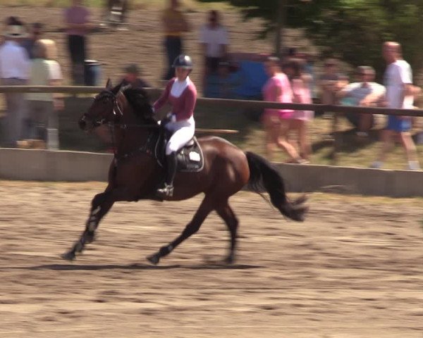 Reitturnier Halle-Seeben 2022