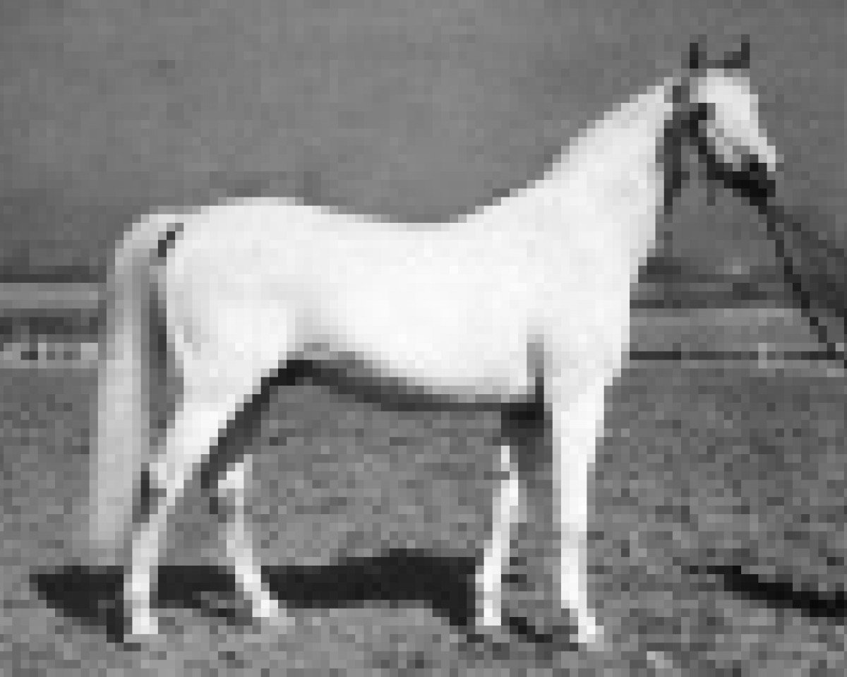 Deckhengst Gwarny ox (Vollblutaraber, 1953, von Amurath Sahib 1932 ox)