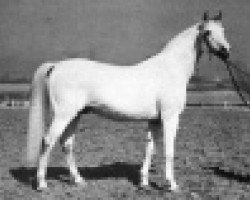 stallion Gwarny ox (Arabian purebred, 1953, from Amurath Sahib 1932 ox)