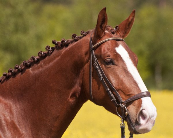 horse Enzo (Westphalian, 2008, from Estobar NRW)