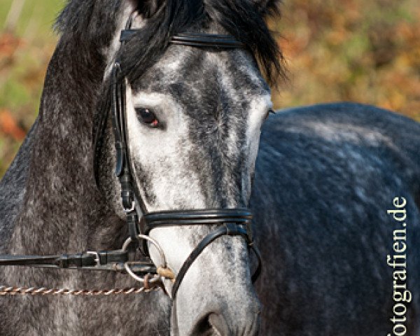 stallion Muppet Mc Murphy (German Warmblood, 2007, from Disidente)