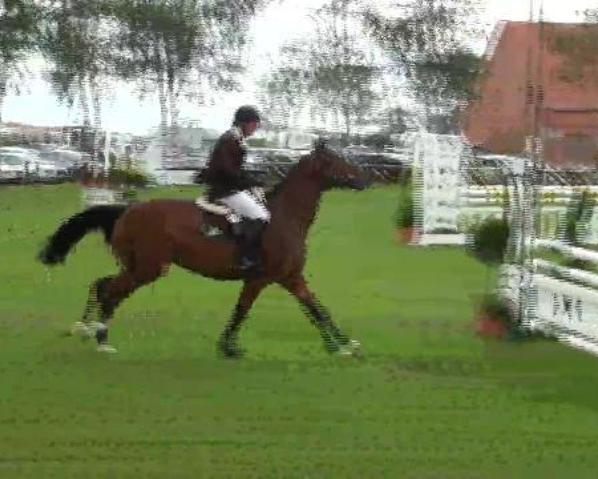 Cavallo da Dressage Babalou (Cavallo islandese, 1997, di Bliki frá Miklabæ frá Lýtingsstöðum) - Großes Sommerturnier in Hille 2012 08.06.2012
03_2 Springpferdeprüfung Kl.L, 5j., RLP ab 2501
