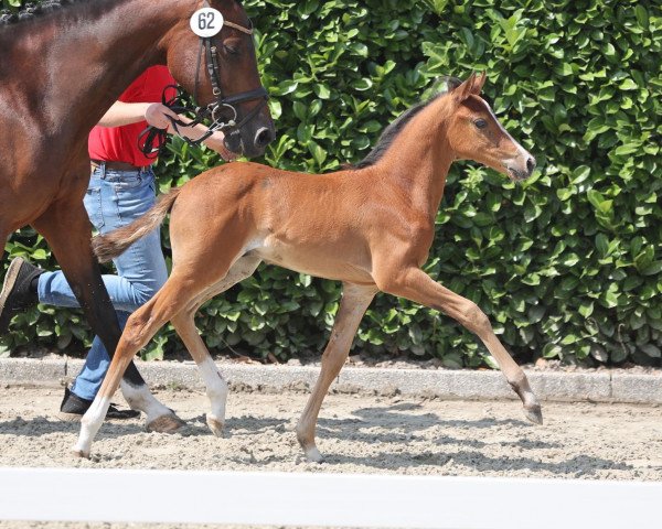 horse Hengst von Cosmopolitan (German Riding Pony, 2022, from Cosmopolitan NRW)