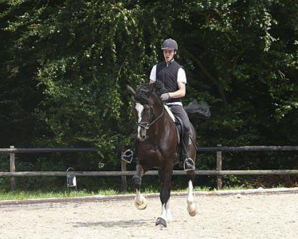 dressage horse Admont (Holsteiner, 1999, from Alcatraz)