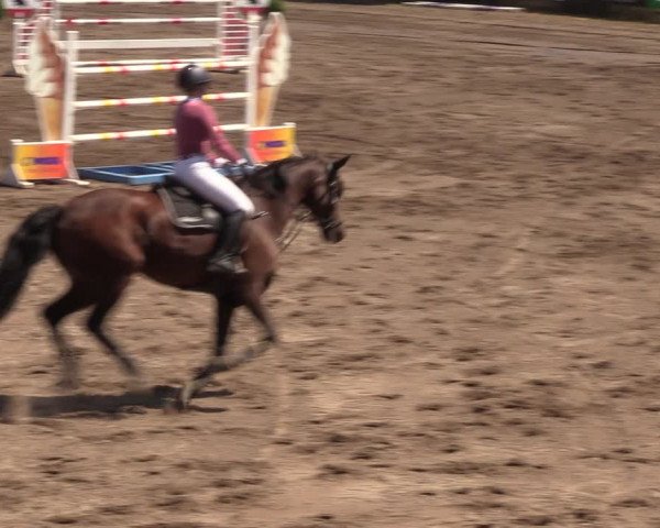 Reitturnier Halle-Seeben 2022