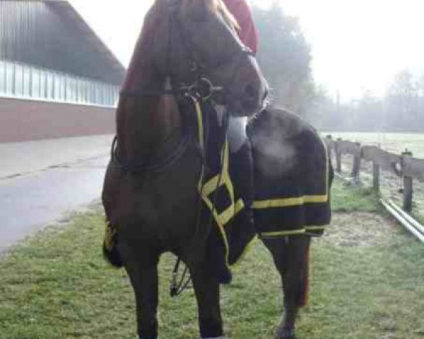 horse Alles klar 2 (Westphalian, 2004, from All Pleasur)