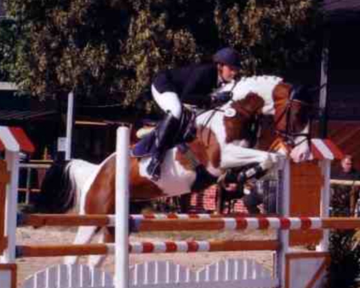 horse Annemarie (Pinto / Hunter, 1997, from Asteks Son)