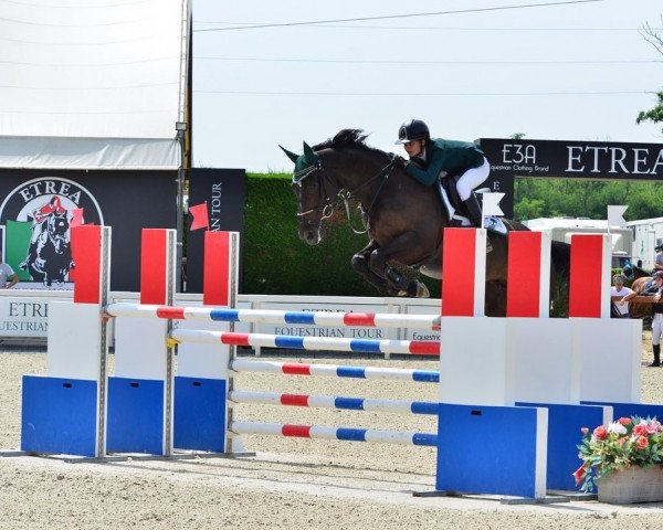jumper Tripple A Vdv Z (Zangersheide riding horse, 2011) jumper Tripple A Vdv Z (Zangersheide riding horse, 2011)