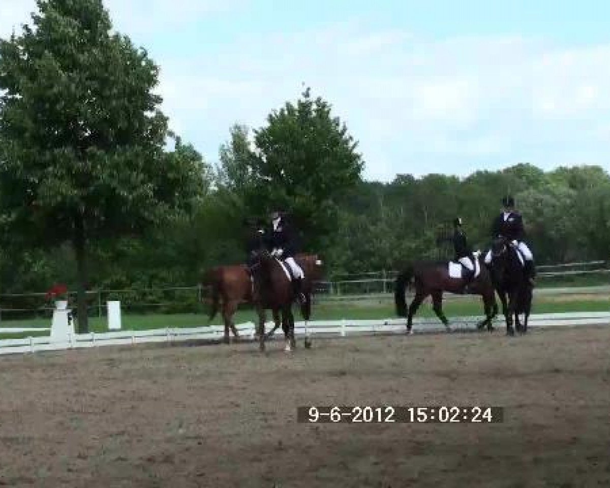 horse Apikatchu (Oldenburg, 1997, from Alesi)