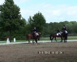 horse Apikatchu (Oldenburg, 1997, from Alesi)