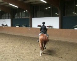 dressage horse Uwe (Westphalian, 1997, from Ulan)