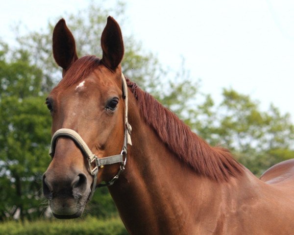 broodmare Quincy Shamrock (Oldenburg, 1995, from Quattro B) broodmare Quincy Shamrock (Oldenburg, 1995, from Quattro B)