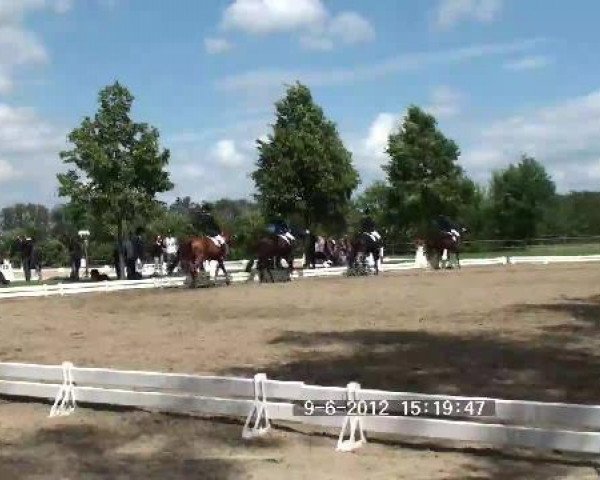 jumper Fritz (Westphalian, 2005, from Forrester)